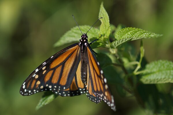 FILE - In this July 29, 2019, file photo, a monarch butterfly rests on a plant at Abbott's Mill Nature Center in Milford, Del. The western monarch butterfly population wintering along California's coast remained critically low for the second year in a row, a count by an environmental group released Thursday, Jan. 23, 2020, showed. (AP Photo/Carolyn Kaster, File)