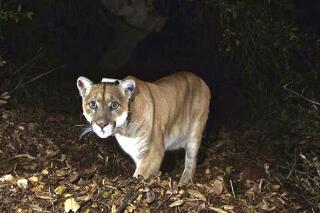 FILE - This November 2014, file photo provided by the U.S. National Park Service shows a mountain lion known as P-22, photographed in the Griffith Park area near downtown Los Angeles. A mountain lion that killed a Chihuahua while the little dog was being walked on leash in the Hollywood Hills earlier this month is the famed cougar P-22, the National Park Service confirmed Monday, Nov. 21, 2022. (U.S. National Park Service, via AP, File)