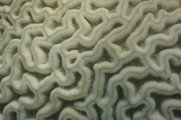 In this image provide by NOAA, coral shows signs of bleaching at Cheeca Rocks off the coast of Islamorada, Fla., on July 23, 2023. (Andrew Ibarra/NOAA via AP)