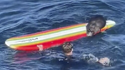 This image from video provided by TMX shows an encounter between a female otter and a surfer off the coast of Santa Cruz, Calif., on Sunday, July 9, 2023. California wildlife officials are trying to capture and rehome the otter. (Hefti Brunhold/Amazing Animals+/TMX via AP)