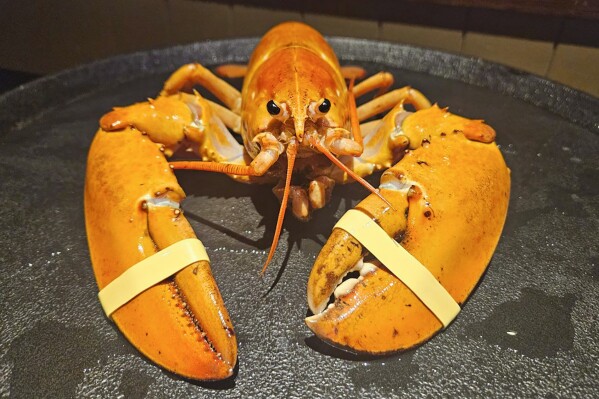This photo provided by the Denver Downtown Aquarium shows Crush, a rare orange lobster, sent to the aquarium on Wednesday, July 17, 2024. Crush is named after the Denver Broncos Orange Crush defense from 1976 to 1986. (Meghan Bailey/Denver Downtown Aquarium via ĢӰԺ)