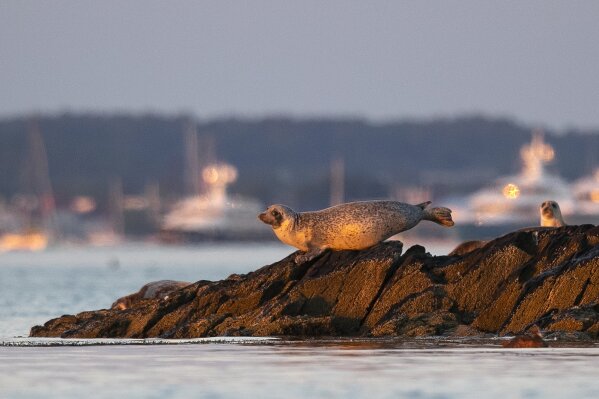 Conservation efforts have saved seals, but at what cost to Cape Cod  fishermen? 