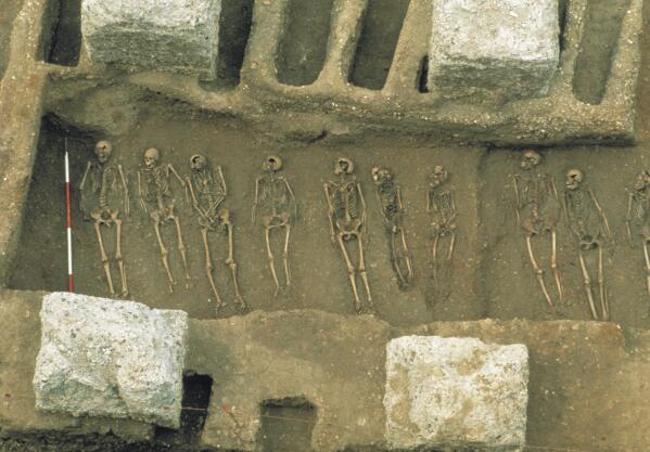 This photo courtesy of the Museum of London Archaeology (MOLA), provided in October 2022, shows excavation of the East Smithfield plague pits in London, which were used for mass burials in 1348 and 1349. According to a study published Wednesday, Oct. 19, 2022, in the journal Nature, our Medieval ancestors left us with a biological legacy: Genes that may have helped them survive the Black Death make us more susceptible to certain diseases today - a prime example of the way germs shape us over time. (MOLA via AP)