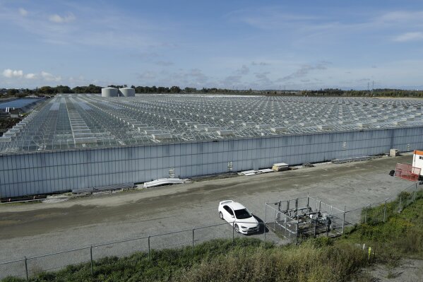 
              In this Sept. 25, 2018 photo, a massive tomato greenhouse being renovated to grow marijuana is shown in Delta, British Columbia. The facility is operated by Pure Sunfarms, a joint venture between tomato grower Village Farms International, and a licensed medical marijuana producer, Emerald Health Therapeutics. On Oct. 17, 2018, Canada will become the second and largest country with a legal national marijuana marketplace. (AP Photo/Ted S. Warren)
            