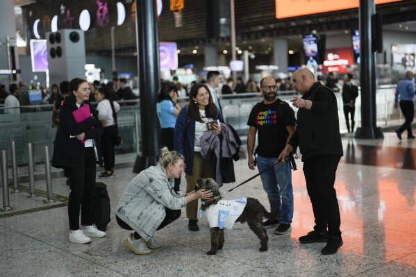 A traveler pets the dog Kuki while walking with handler through Istanbul Airport in Turkey, Wednesday, April 3, 2024. Istanbul Airport has made five new hires to provide stress-free travel experience for anxious passengers: therapy dogs that are ready to offer support with snuggles, belly rubs and sloppy kisses. (AP Photo/Khalil Hamra)