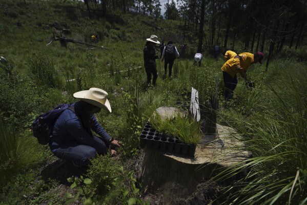 FILE - Local farmers plant pine saplings in an area that has been illegally cleared of trees in the San Miguel Topilejo borough of Mexico City, Aug. 13, 2023. Illegal logging is particularly acute in San Miguel Topilejo, which, because it has forests and is crossed by highways, makes it an attractive place for gangs to cut logs and move them to sawmills. (AP Photo/Marco Ugarte, File)