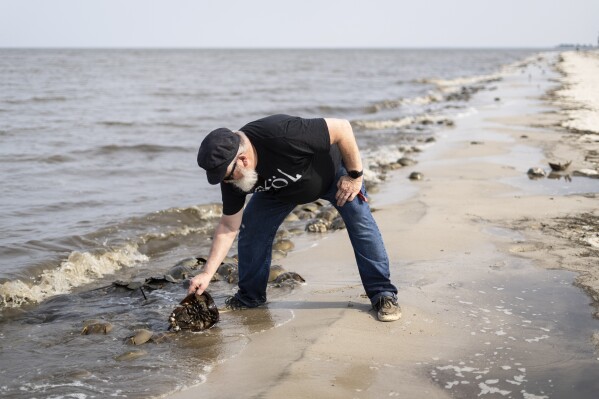 Allen Burgenson turns over a capsized horseshoe crab at Pickering Beach in Dover, Del., Sunday, June 11, 2023. The biomedical industry is adopting new standards to protect a primordial sea animal that is a linchpin of the production of vital medicines. (AP Photo/Matt Rourke)