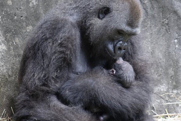 In this photo provided by the Audubon Nature Institute, Tumani, a critically endangered western lowland gorilla holds her newborn at an enclosure at the Audubon Zoo, following its birth on Friday, Sept. 4, 2020, in New Orleans. It's Audubon's first gorilla birth in nearly 25 years and the first offspring for the 13-year-old gorilla. (Jonathan Vogel/Audubon Nature Institute via AP)