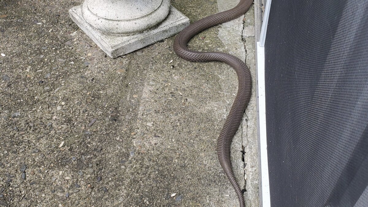 Colorado woman 'terrified' to discover 4-foot snake slither out of