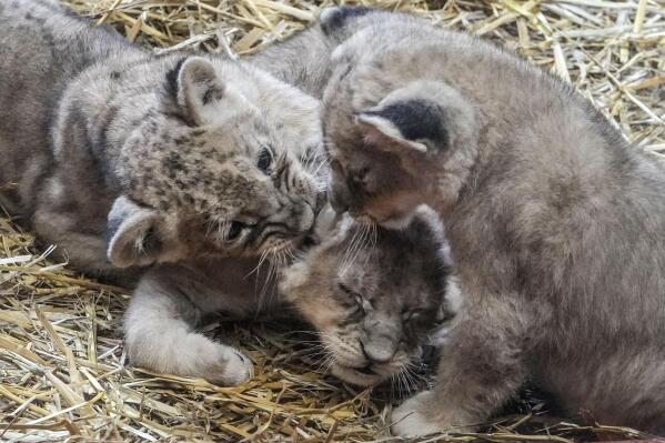 German zoo presents 3 lion cubs, 5 weeks after birth | AP News
