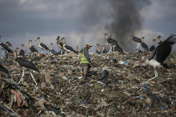 A man who scavenges recyclable materials for a living, center, walks past Marabou storks feeding on a mountain of garage amidst smoke from burning trash at Dandora, the largest garbage dump in the capital Nairobi, Kenya, Sept. 7, 2021. (AP Photo/Brian Inganga)