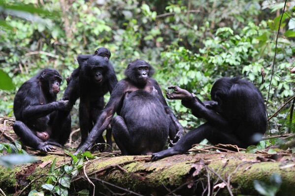 This image provided by Martin Surbeck shows bonobos resting and socializing on a fallen tree in the Congo in 2020. (Martin Surbeck/Kokolopori Bonobo Research Project via AP)