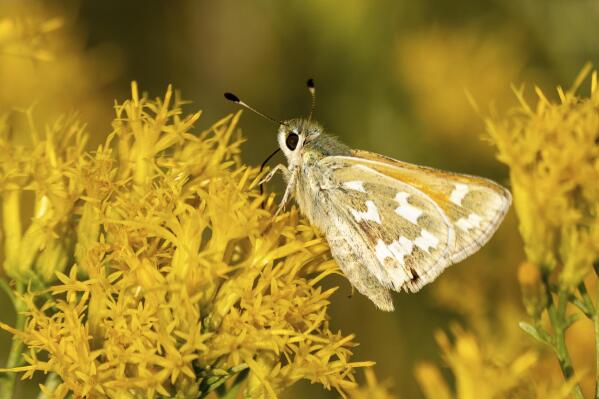 In this photo provided by the Center for Biological Diversity is a bleached sandhill skipper in the meadows at Baltazor Hot Spring in Humboldt County, Nevada, taken on Sept 13, 2021. Conservationists who are already suing to block a geothermal power plant where an endangered toad lives in western Nevada are now seeking U.S. protection for the rare butterfly at another geothermal project the developer plans near the Oregon line. (Patrick Donnelly/Center for Biological Diversity via AP)