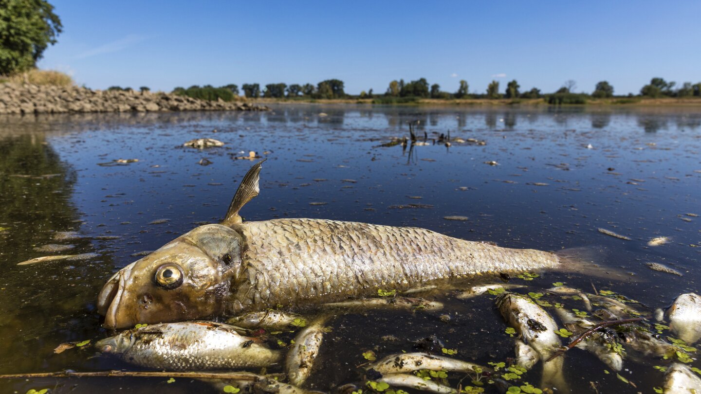 Niemcy zarzucają Polsce, że nie powstrzymała zanieczyszczenia, które doprowadziło do śmierci ryb w Odrze