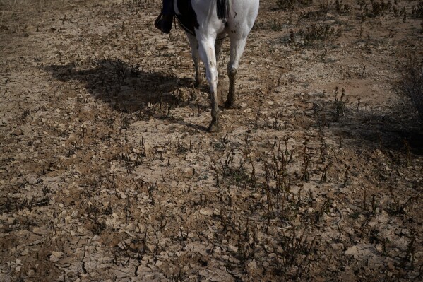 Jay Begay rides a horse through dried up earth while attending to his flock of sheep Sunday, Oct. 30, 2022, in the community of Rocky Ridge, Ariz., on the Navajo Nation. Climate change, permitting issues and diminishing interest among younger generations are leading to a singular reality: Navajo raising fewer sheep. (AP Photo/John Locher)