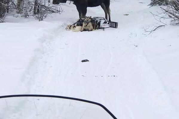 In this photo provided by Iditarod rookie musher Bridgett Watkins, a moose stands over her dog team on trails near Fairbanks, Alaska, Feb. 4, 2022. The moose attacked Watkins' dog team for over an hour during a training run, seriously injuring four before a friend shot and killed the moose. (Bridgett Watkins via AP)