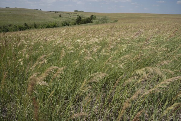Grasslands blow in the wind, Tuesday, June 20, 2023, in Denton, Neb. (AP Photo/Joshua A. Bickel)