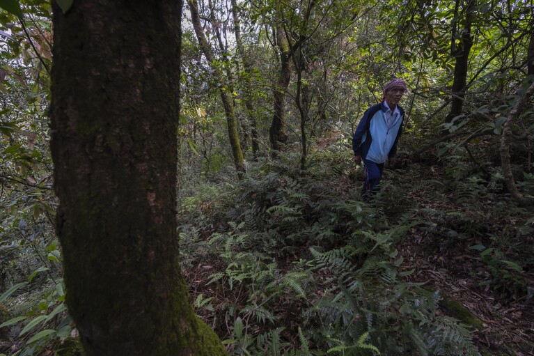 Sumiar Buam, an Indigenous priest of the Buam clan, walks in a forest that he and his people consider sacred, Wednesday, Sept. 6, 2023. The sacred forest is in West Jaintia Hills, a sparsely populated mountainous region of Meghalaya, a state in northeastern India. (AP Photo/Anupam Nath)