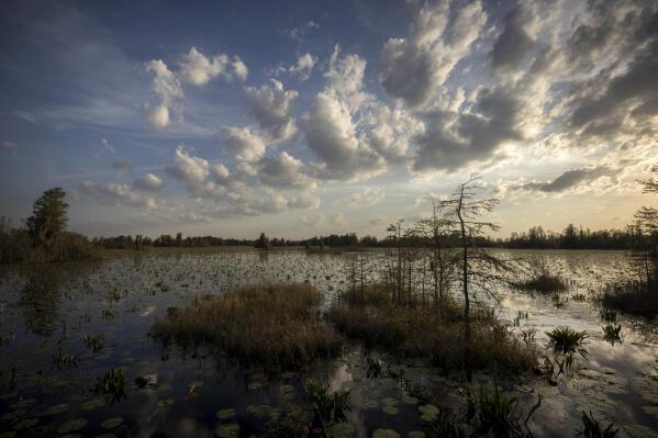 FILE - The sun sets on the lily pads and floating vegetation in the Chesser Prairie inside the Okefenokee National Wildlife Refuge on March 30, 2022, in Folkston, Ga. A company's plan to mine minerals just outside the Okefenokee Swamp and it's federally protected wildlife refuge moved a big step closer Thursday, Jan. 19, 2023, to approval by Georgia regulators, who have spent years evaluating the project that opponents say could permanently harm an ecological treasure. (AP Photo/Stephen B. Morton, File)