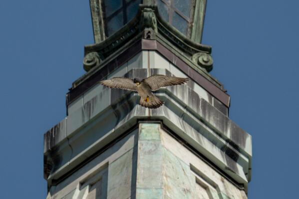 In this photo provided by John Davis, Grinnel, the adult male peregrine falcon, flies in front of Sather Tower, the clock tower on the Campanile at the University of California at Berkeley campus, where the falcons' nest is in Berkeley, Calif., on May 27, 2021. Grinnell, one of a beloved pair of peregrine falcons who made their longtime home atop the bell tower at the University of California, Berkeley, was found dead Thursday, March 31, 2022. Less than 24 hours later, his partner Annie had mated with a new untagged male falcon. On Twitter Friday, Cal Falcons, a group that monitors the birds, said that a new falcon also appeared interested in incubating Annie's eggs and performed multiple courtship displays with Annie after spending the night in her gravel nest. (John Davis via AP)