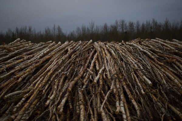 Stacks of logs sit to dry, to be used for the biomass heating system for Galena Interior Learning Academy, on Sunday, May 18, 2025, in Galena, Alaska. (AP Photo/John Locher)