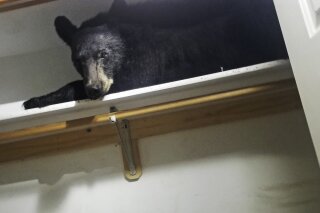 In this photo provided by the Missoula County Sheriff's Office, a back bear lays on a closet shelf Friday, June 21, 2019, in Missoula, Mont. Authorities say a black bear somehow locked itself inside a Montana home and then nestled onto a closet shelf that wasn't too hard, wasn't too soft, but just right for a nap. Missoula County sheriff's officials say the bear just yawned when deputies knocked on the window and unlocked the door in an attempt to coax it to leave. (Missoula County Sheriff's via AP)
