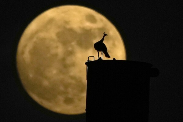 A peacock sits on a chimney as a nearly full moon rises behind it, in Hyderabad, India, Wednesday, Aug. 30, 2023. August 30 will see the month's second supermoon, when a full moon appears a little bigger and brighter thanks to its slightly closer position to Earth. (AP Photo/Mahesh Kumar A.)