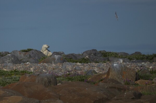 A polar bear stands near rocks, Tuesday, Aug. 6, 2024, in Churchill, Manitoba. (AP Photo/Joshua A. Bickel)