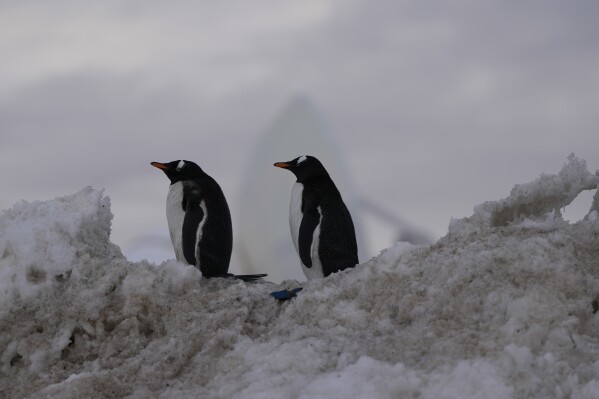 Papua penguins walk at the Bernardo O'Higgins military base in Antarctica, Thursday, Nov. 23, 2023. (AP Photo/Jorge Saenz)