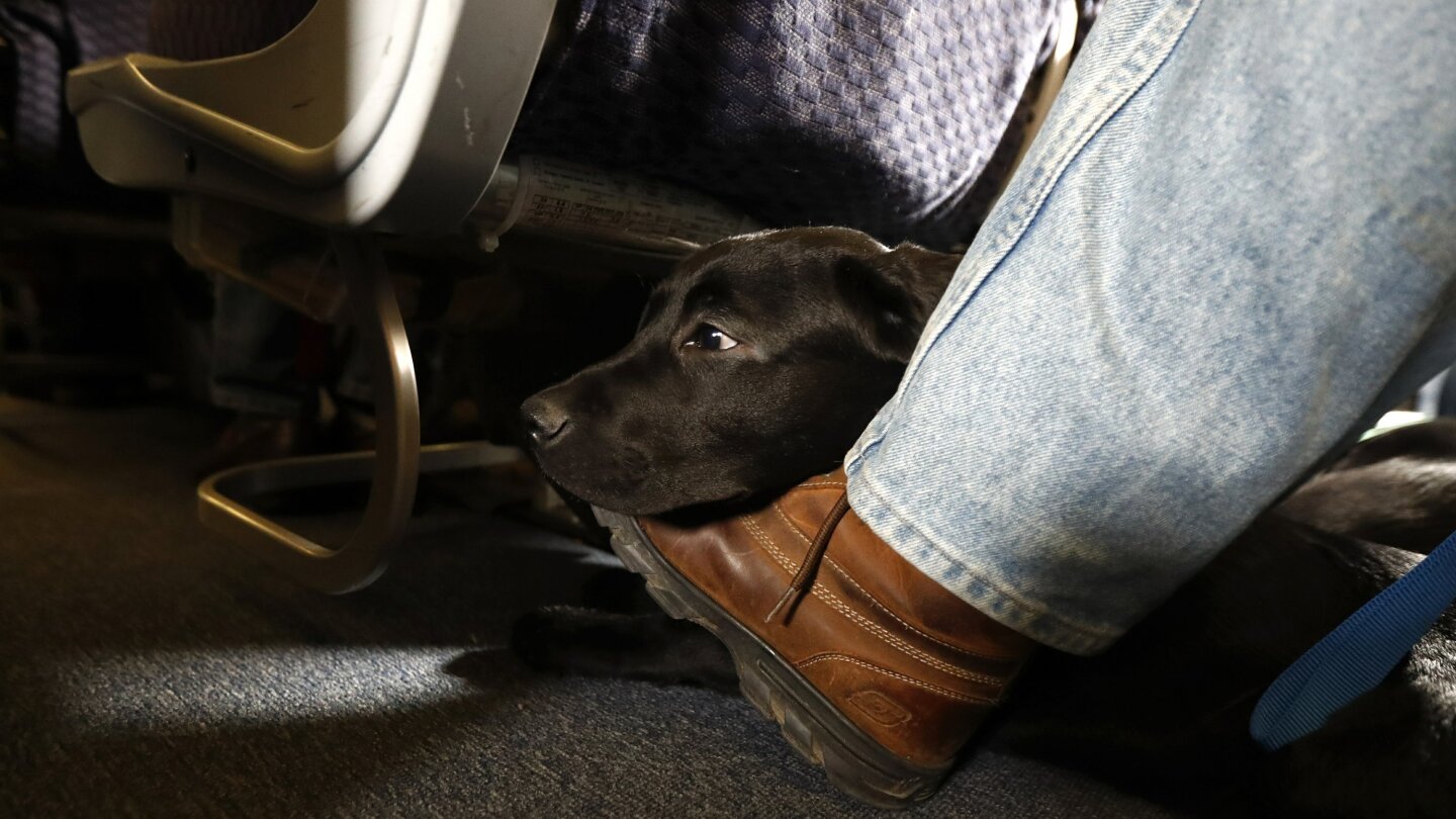 does american airlines allow emotional support animals