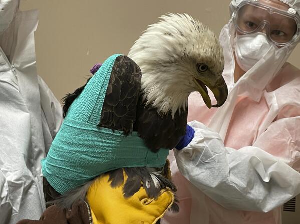 In this December 2022 photo provided by the Wisconsin Human Society, an injured bald eagle is examined and treated at the Wisconsin Humane Society Wildlife Rehabilitation Center in Milwaukee, Wis. Police in Wisconsin are seeking tips to help them solve the case of the bald eagle that was shot and injured in Milwaukee County. (Angela Speed/Wisconsin Human Society via AP)