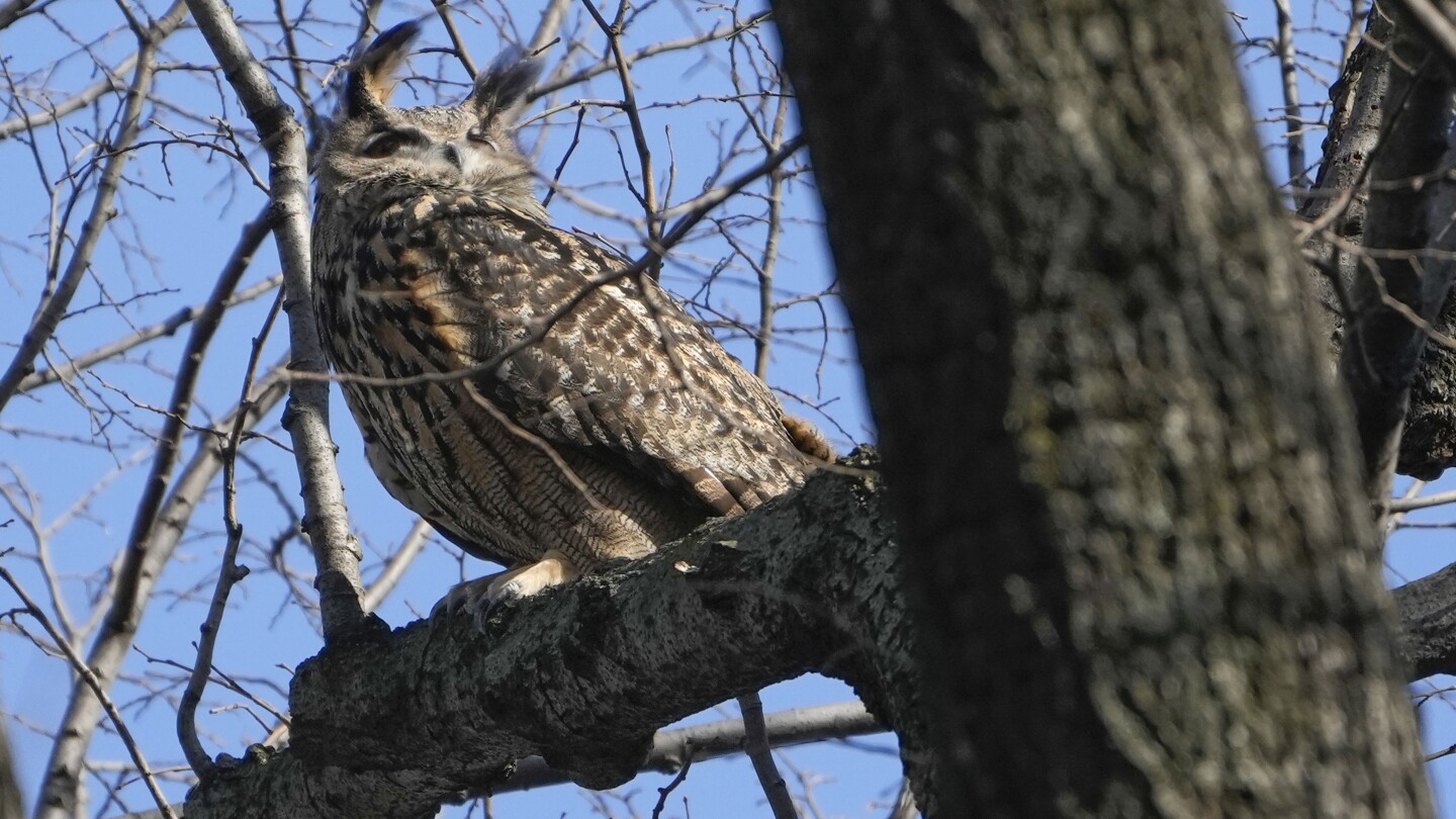 Flaco, the Beloved Eurasian Eagle-Owl Who Escaped from Central Park Zoo and Became a Celebrated Character in New York City Dies