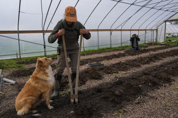 Wendy Carpenter digs holes while preparing a bed for planting as her dog, Lola, watches, Friday, April 19, 2024, at Christopher Farm in Modoc, Ind. Like many larger farms, she plants cover crops in fields that would otherwise be bare between planting season, along with no-till practices. (AP Photo/Joshua A. Bickel)