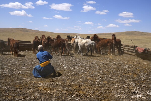 Lkhaebum's son, Agvaantogtokh, chooses a horse to ride as he prepares for the journey to move the family's two hundred horses to new grassland in the Munkh-Khaan region of the Sukhbaatar district, in southeast Mongolia, Saturday, May 13, 2023. (AP Photo/Manish Swarup)