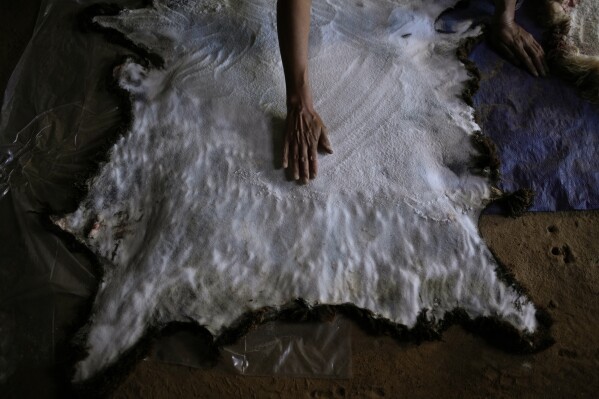 Jay Begay spreads salt to dry out the hide of a sheep at his home Friday, Oct. 28, 2022, in the community of Rocky Ridge, Ariz., on the Navajo Nation. (AP Photo/John Locher)