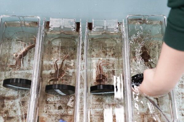 Shelby Bacus, a graduate student at the University of Alaska-Fairbanks, pulls a jar with a live snow crab inside out of a water tank as she conducts an experiment, Thursday, June 22, 2023, at the Kodiak Fisheries Science Center in Kodiak, Alaska. (AP Photo/Joshua A. Bickel)