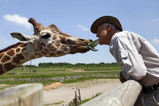 FILE - In this May 29, 2018, file photo, Jack Hanna feeds J.P. the giraffe a piece of lettuce from his own mouth at the the Columbus Zoo & Aquarium in Columbus, Ohio. The Columbus Zoo and Aquarium has lost its most important accreditation, a major blow to an institution once widely admired in its industry and by the general public. The zoo said it plans to appeal the decision announced Wednesday, Oct. 6, 2021, by the Association of Zoos and Aquariums, considered the nation's top zoo-accrediting body, one day after the institution announced its new leader. (Adam Cairns/The Columbus Dispatch via AP, File)