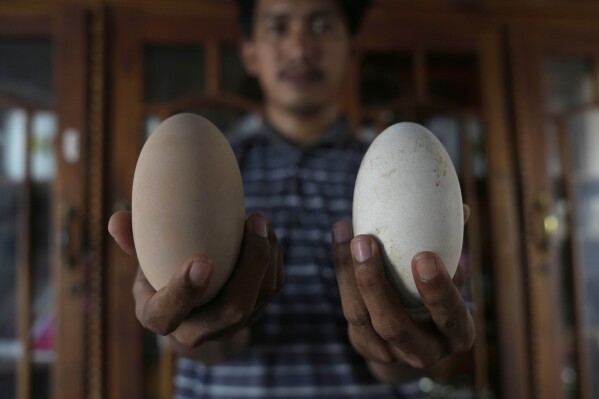 Mubarak, a college student who tried to set up a hatchery aimed at saving male population, holds maleo eggs that failed to hatch in Mamuju, West Sulawesi, Indonesia, Saturday, Oct. 28, 2023. Coastal erosion demolished the hatchery by the end of 2022, destroying or damaging eggs they collected, but now Mubarak and his friend Abdullah are trying to protect the maleo by telling other residents not to hunt the birds or take their eggs. (AP Photo/Dita Alangkara)