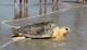 FILE - A 102-pound, female loggerhead sea turtle that was caught off the Galveston Fishing Pier earlier in the summer makes her way into the Gulf of Mexico after being rehabilitated at the National Oceanic and Atmospheric Administration's sea turtle facility in Galveston, Texas, Sept. 16, 2015. The Mexican government has largely abandoned protection and enforcement measures for the endangered loggerhead sea turtles, leading to a spike in the number of turtles being caught up and killed in fishing nets, according to a report released on April 22, 2024, by the Commission for Environmental Cooperation, which functions as part of the U.S.-Mexico Canada Free trade agreement. (Jennifer Reynolds/The Galveston County Daily News via AP, File)