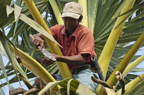 Chin Choeun, 54, cuts palm flowers to extract its sap during harvest season at Trapang Ampel village, outside Phnom Penh, Cambodia, Friday, March 15, 2024. Choeun spends nearly 12 hours a day collecting sap from palm trees that he and his wife turn into palm sugar. (AP Photo/Heng Sinith)