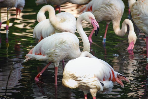 Flamingo Ingo stands in the sunlight in a small lake next to his fellow flamingos at Berlin Zoo, Aug. 23, 2018. The Berlin Zoo is mourning Ingo the Flamingo, its oldest resident, who has died at what is thought to be at least 75 and had lived there since the mid-1950s. The zoo announced Ingo's death at an “imposing” age in social media posts on Wednesday, Feb. 8, 2024. (Gregor Fischer/dpa via AP)
