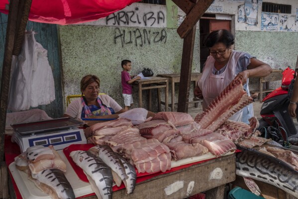A vendor arranges her fish filets on her stall at a street market in the Belen neighborhood of Iquitos, Peru, Saturday May 25, 2024. (AP Photo/Rodrigo Abd)