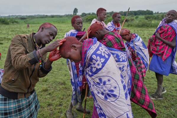 Children of the Maasai tribe paint their hair with the traditional red ochre pigment, during the Enkipaata ceremony, a Maasai male rite of passage, specifically the initiation of boys, marking the transition from childhood to becoming a moran (warrior) in Olaimutiai, Narok County, Kenya Thursday, April 24, 2024. (AP Photo/Brian Inganga)