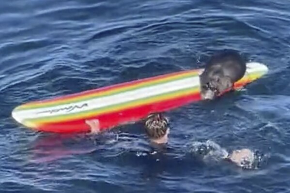 This image from video provided by TMX shows an encounter between a female otter and a surfer off the coast of Santa Cruz, Calif., on Sunday, July 9, 2023. California wildlife officials are trying to capture and rehome the otter. (Hefti Brunhold/Amazing Animals+/TMX via AP)