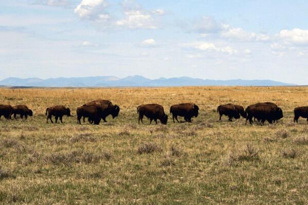 FILE - In this April 25, 2012, file photo, a herd of bison move through land controlled by the American Prairie Reserve south of Malta, Mont. Federal officials are laying the groundwork for the potential reintroduction of bison to the Charles M. Russell National Wildlife Refuge, which is located not far from the prairie reserve's herds on private land. (AP Photo/Matt Brown, File)