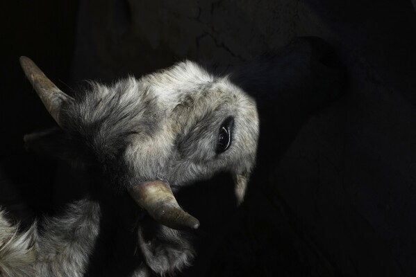 A calf stands in a bull chute during a demonstration on how to brand and vaccinate cattle, at a bullfighting workshop in Aculco, Mexico, Thursday, Jan. 25, 2024. The workshop is part of an initiative promoted by the Mexican Association of Bullfighting to attract new followers to this centuries-old tradition and confront the growing global movement driven by animal defenders. (AP Photo/Fernando Llano)