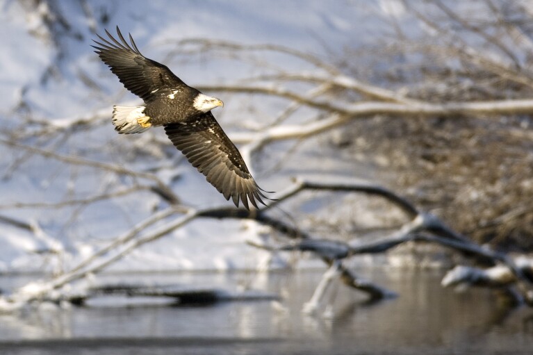 FILE - A bald eagle surveys the water while flying over the Des Moines River, Sunday, Jan. 11, 2009, below the Lake Red Rock dam near Pella, Iowa. On Dec. 28, 1973, President Richard Nixon signed the Endangered Species Act. The powerful law charged the federal government with saving every endangered plant and animal in America. (AP Photo/Charlie Neibergall, File)