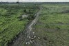 Cattle walk along an illegally deforested area in an extractive reserve near Jaci-Parana, Rondonia state, Brazil, Wednesday, July 12, 2023. Meat processing giant JBS SA and three other slaughterhouses are facing lawsuits seeking millions of dollars in environmental damages for allegedly purchasing cattle raised illegally in the area. (AP Photo/Andre Penner)