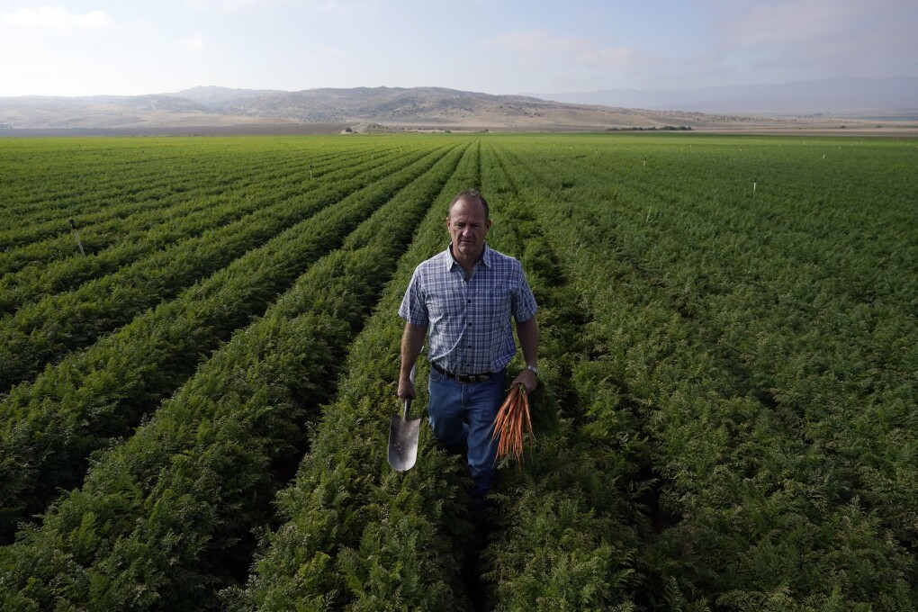 Jeff Huckaby, president and CEO of Grimmway, walks on a carrot field owned by the company, Thursday, Sept. 21, 2023, in New Cuyama, Calif. In the Cuyama Valley northwest of Los Angeles, two of the country's biggest carrot farmers filed a lawsuit in a bid to have their groundwater rights upheld by a judge. The move pushed hundreds of small farmers and cattle ranchers, local residents and even the tiny school district into court, and has prompted community outcry and a call for a carrot boycott. (AP Photo/Marcio Jose Sanchez)