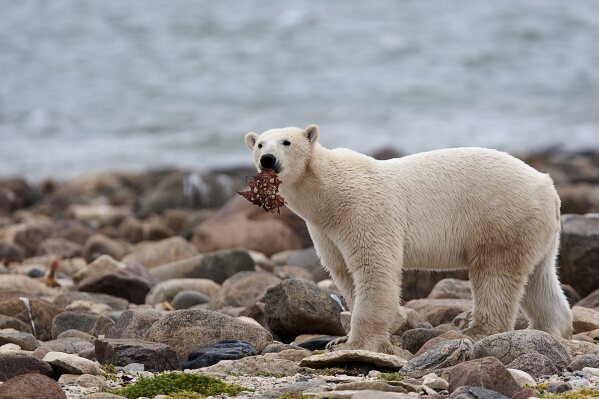 FILE - A male polar bear eats a piece of whale meat as it walks along the shore of Hudson Bay near Churchill, Manitoba, Aug. 23, 2010. With Arctic sea ice shrinking from climate change, many polar bears have to shift their diets to land during parts of the summer, a new study suggests. (Sean Kilpatrick/The Canadian Press via AP, File)